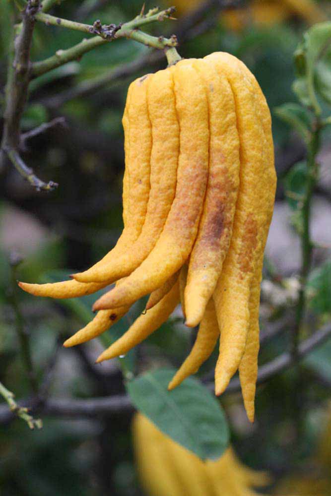 Fruit (Riverside, CA)   